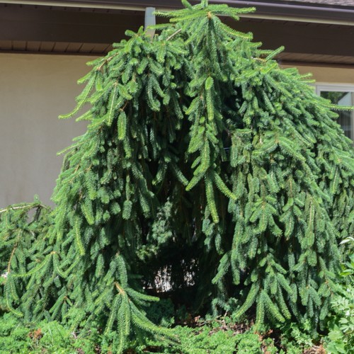 Picea abies 'Pendula' - Harilik kuusk 'Pendula' C10/10L